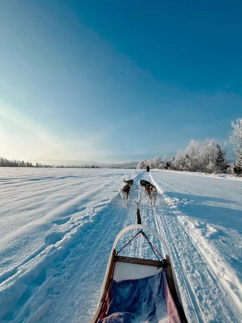 Traîneau à chiens au Québec