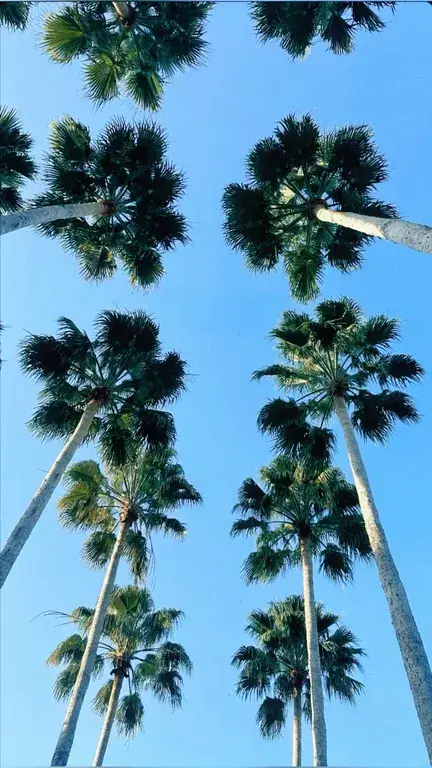 Palmiers sous un ciel bleu